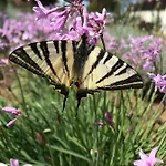 Bee 3*