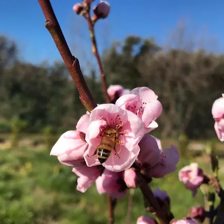 Bee Alojamento de Acomodação e Pequeno-almoço Frascati