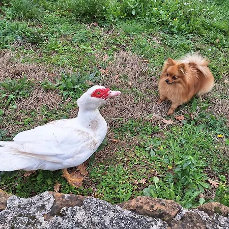 Alojamento de Acomodação e Pequeno-almoço Bee 3*
