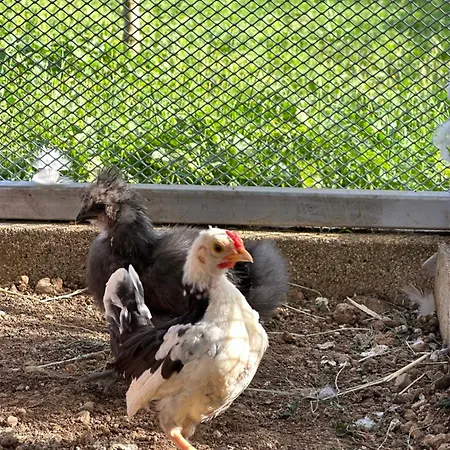 Bed and Breakfast Bee Frascati