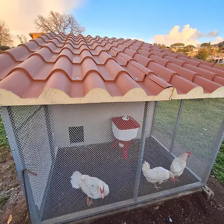 Bee 3* فراسكاتي