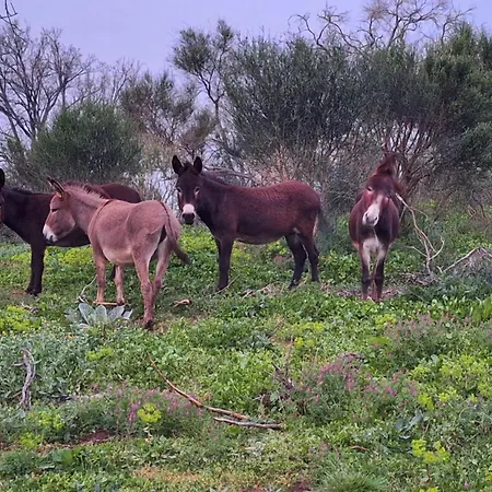 Bee Bed and Breakfast Frascati