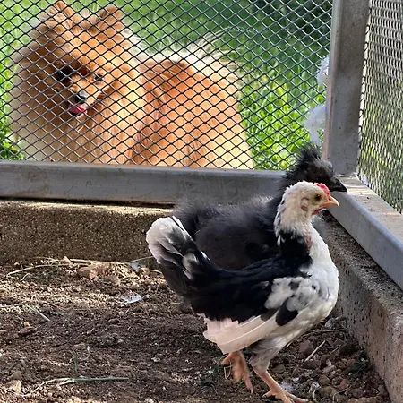 Bee فندق مبيت وإفطار 3*