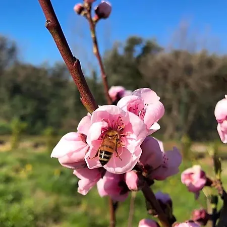 Nocleg ze śniadaniem Bee Frascati