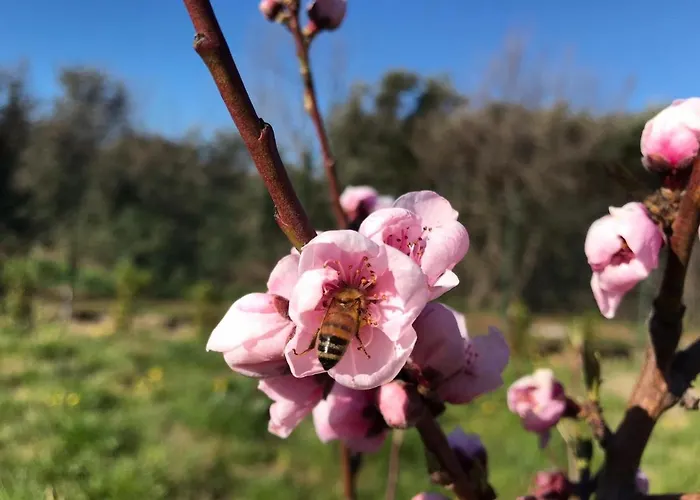 Bee Bed & Breakfast Frascati