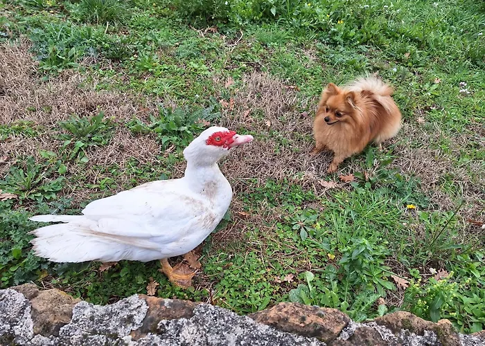 Bed & Breakfast Bee 3*