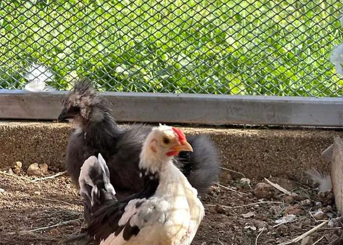 Bed & Breakfast Bee Frascati