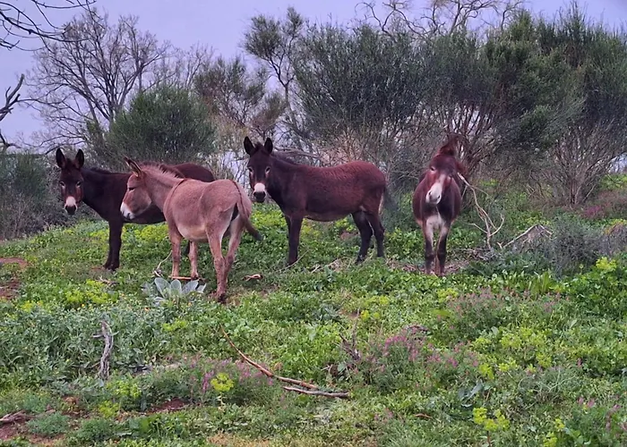 Bee Bed & Breakfast Frascati