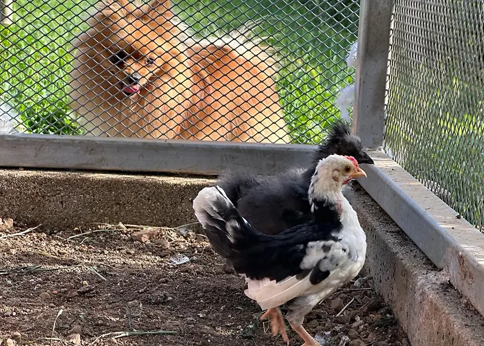 Bee Bed & Breakfast 3*